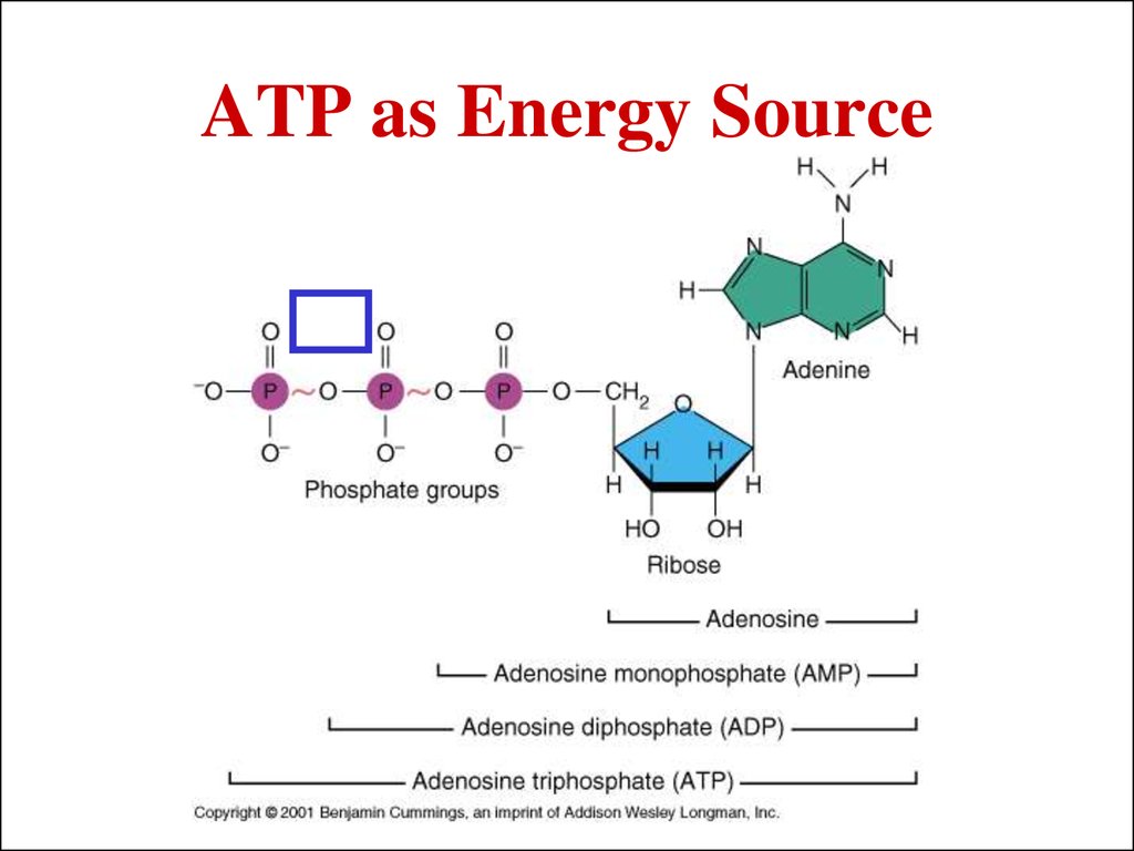 ATP as Energy Source