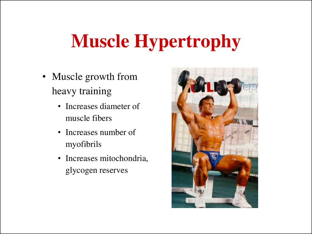 Muscle Hypertrophy