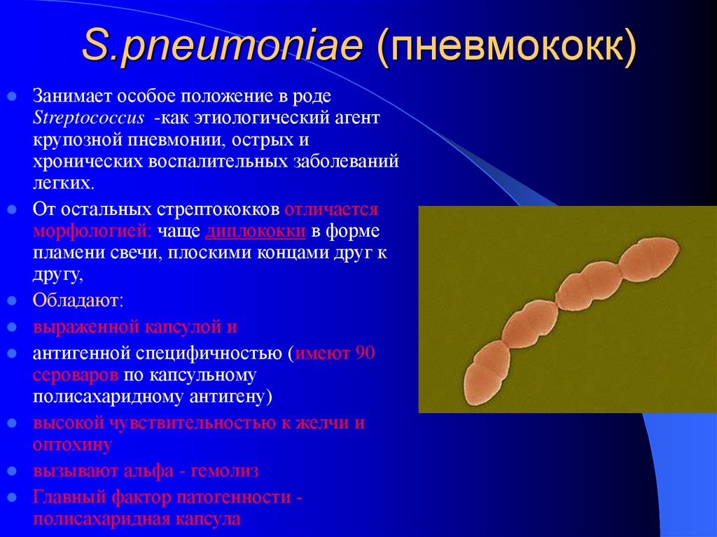 Стрептококки у женщин лечение. Пневмококки микробиология морфология. Пневмококки форма бактерии. Стрептококк пневмонии таксономия. Пневмококк Тип питания.