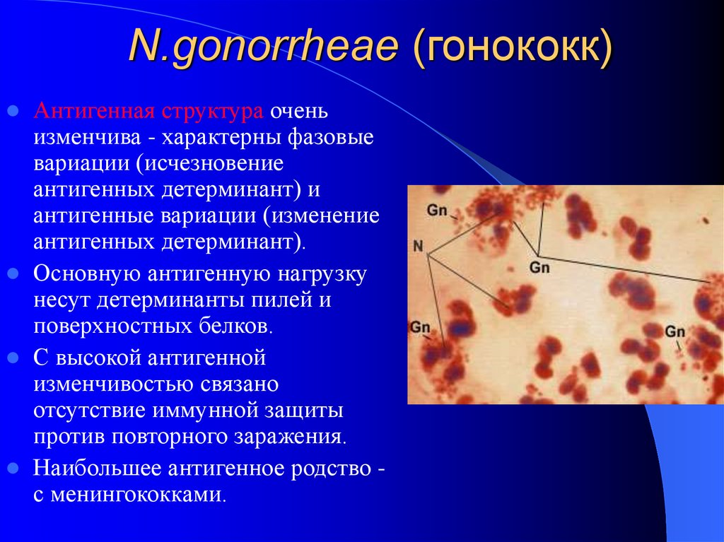 Гонококки хламидии. Нейссерия гонорея микробиология. Антигенная структура гонококков.