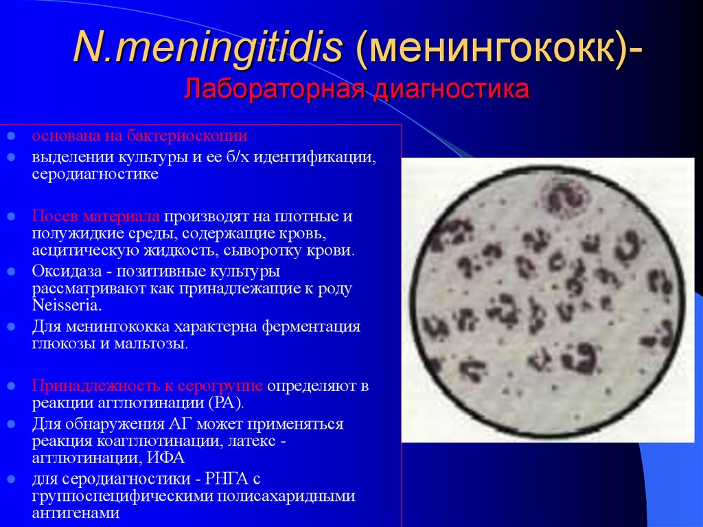 Менингококки микробиология. Бактериоскопическое менингококк. Токсигенность менингококка.