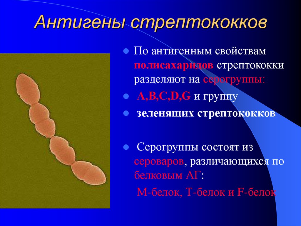 Тест стрептококк группы а. Streptococcus pyogenes антигены. Гемолитический стрептококк группы а строение. Стрептококки антигенная структура. Структура бета гемолитического стрептококка.