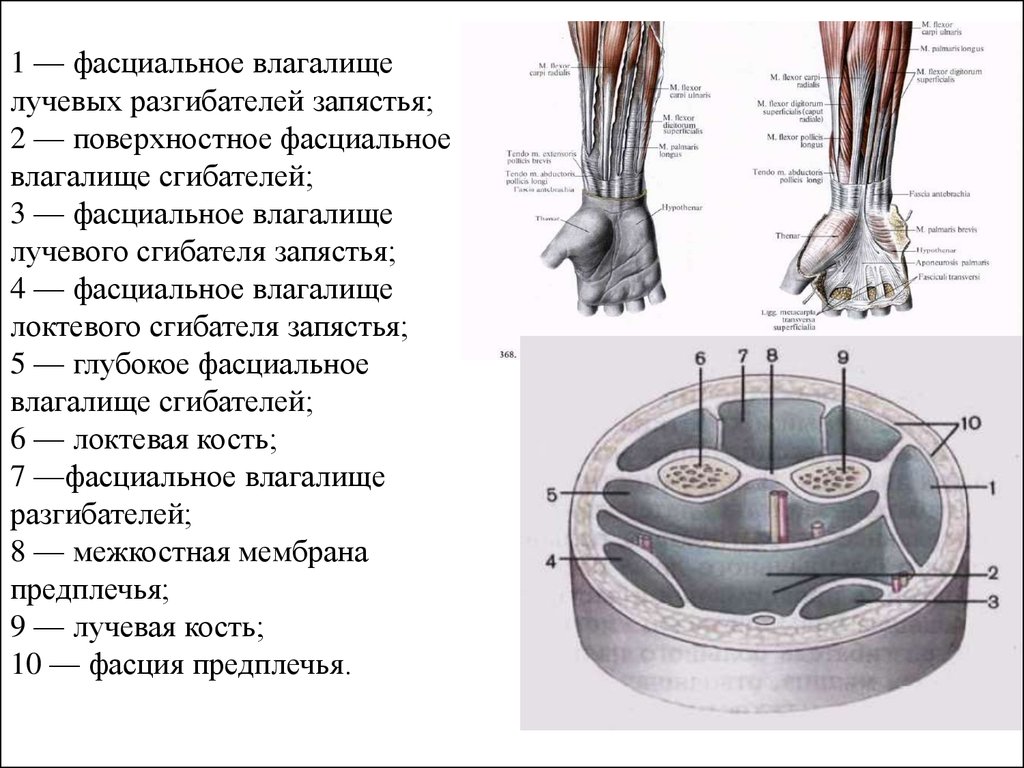 На ладони выделяют фасциальные ложа. Костно фасциальные ложа кисти. Межмышечные фасциальные перегородки бедра. Костно фасциальные ложа голени. Фасциальные футляры предплечья.