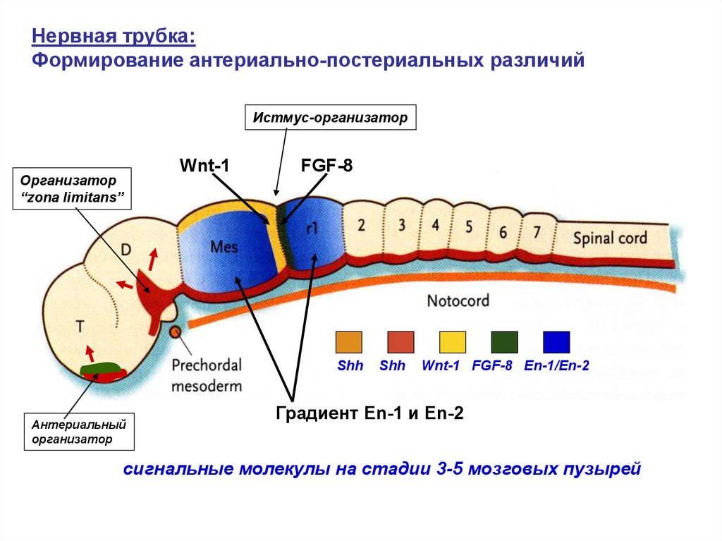 Нервная трубка. Формирование нервной трубки. Дефекты формирования нервной трубки. Нервная трубка формируется на.