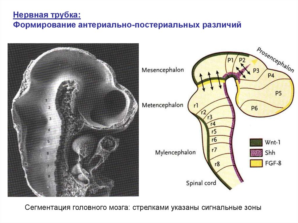 Нервная трубка. Зоны нервной трубки. Слои нервной трубки. Строение нервной трубки.