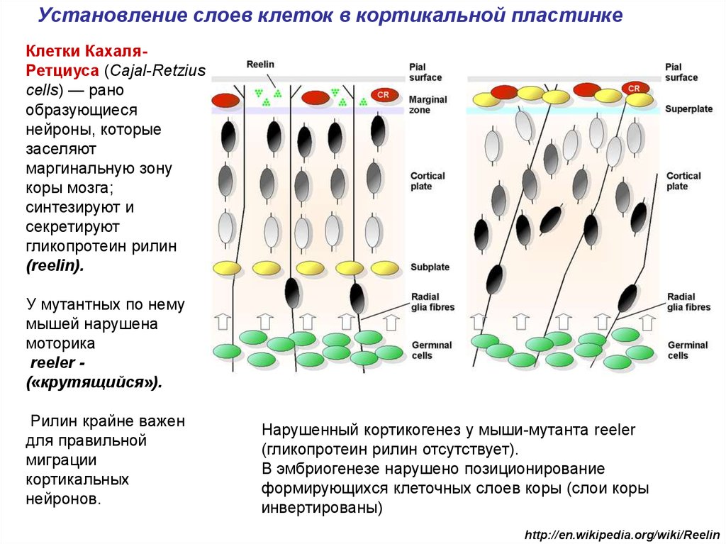 Дифференцировка на слои