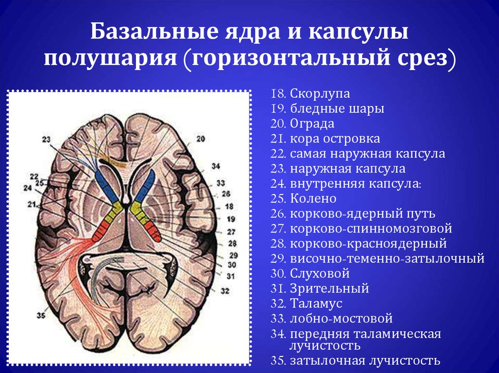 Ядра мозга образованы. Базальные ядра конечного мозга. Горизонтальный срез мозга базальные ядра. Подкорковые ядра головного мозга анатомия. Базальные ядра полушарий белое вещество головного мозга.