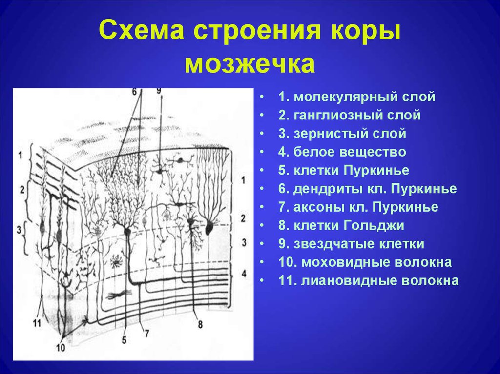 Схема взаимодействия нейронов в коре мозжечка