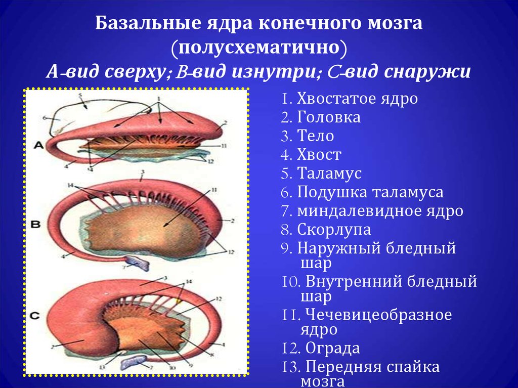 Базальные ядра головного мозга фото