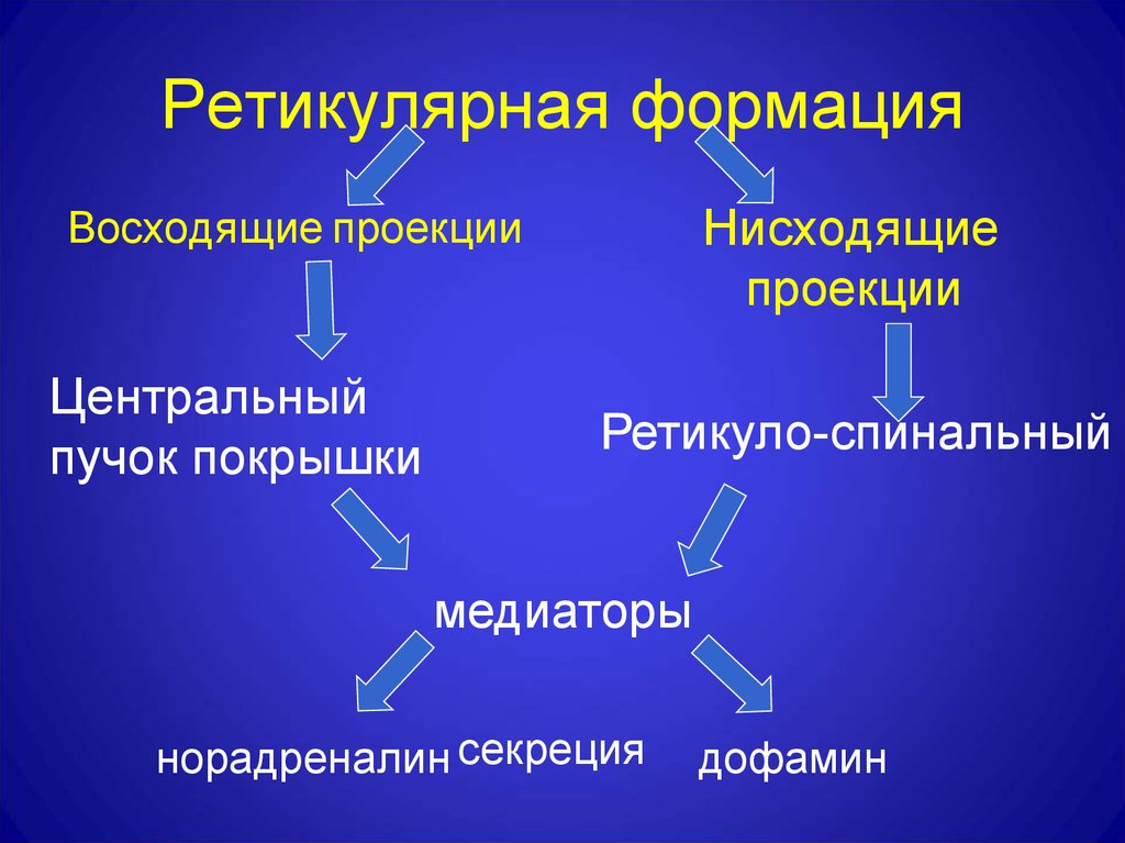 Формация это. Ретикуляция формации. Восходящие и нисходящие влияния ретикулярной формации. Восходящее и нисходящее влияние ретикулярной формации. Регулятивная формация.