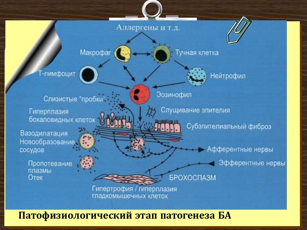 Бронхиальная астма иммунология презентация