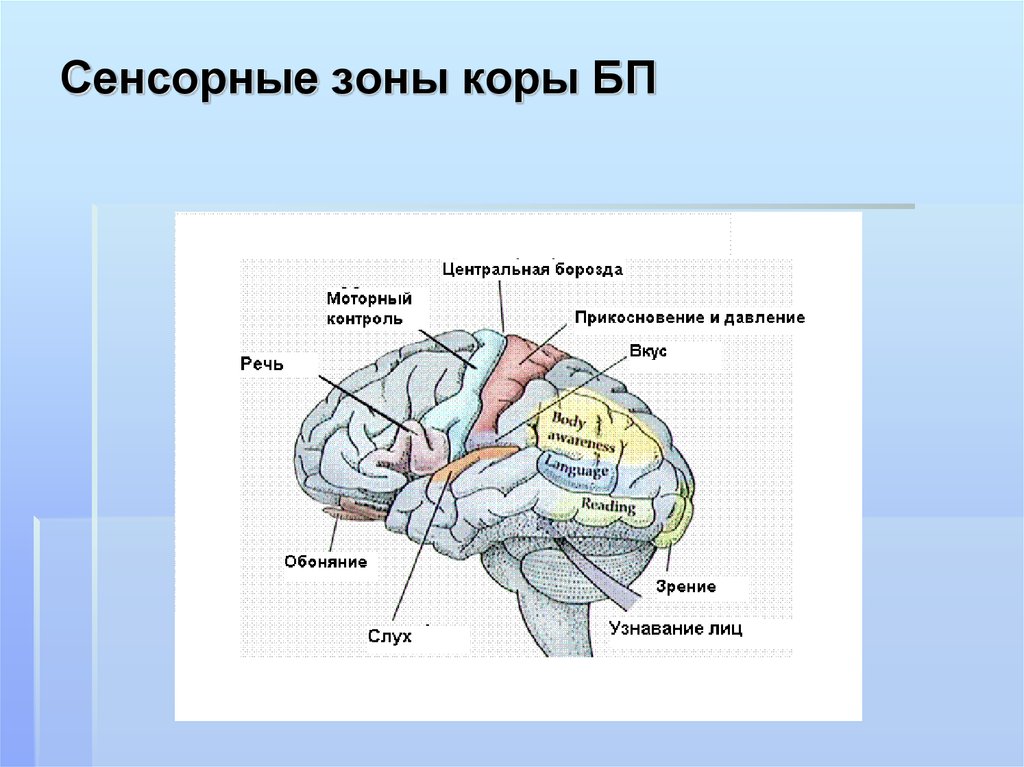 Двигательная область мозга. Сенсорная зона коры головного мозга. Сенсорные зоны коры больших полушарий головного мозга. Сенсорные области коры большого мозга. Сенсорная зона коры головного мозга функции.