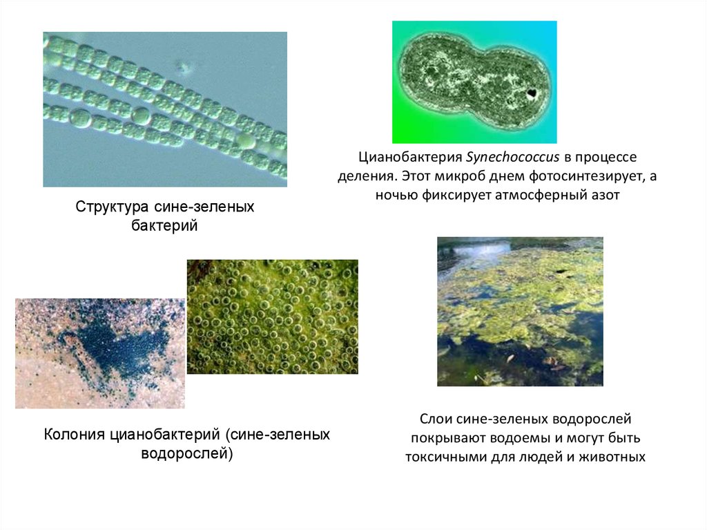 Группы организмов цианобактерии. Цианобактерии одноклеточные водоросли. Цианобактерии бациллы. Синезеленые водоросли цианобактерии. Сине зеленые бактерии Ци.