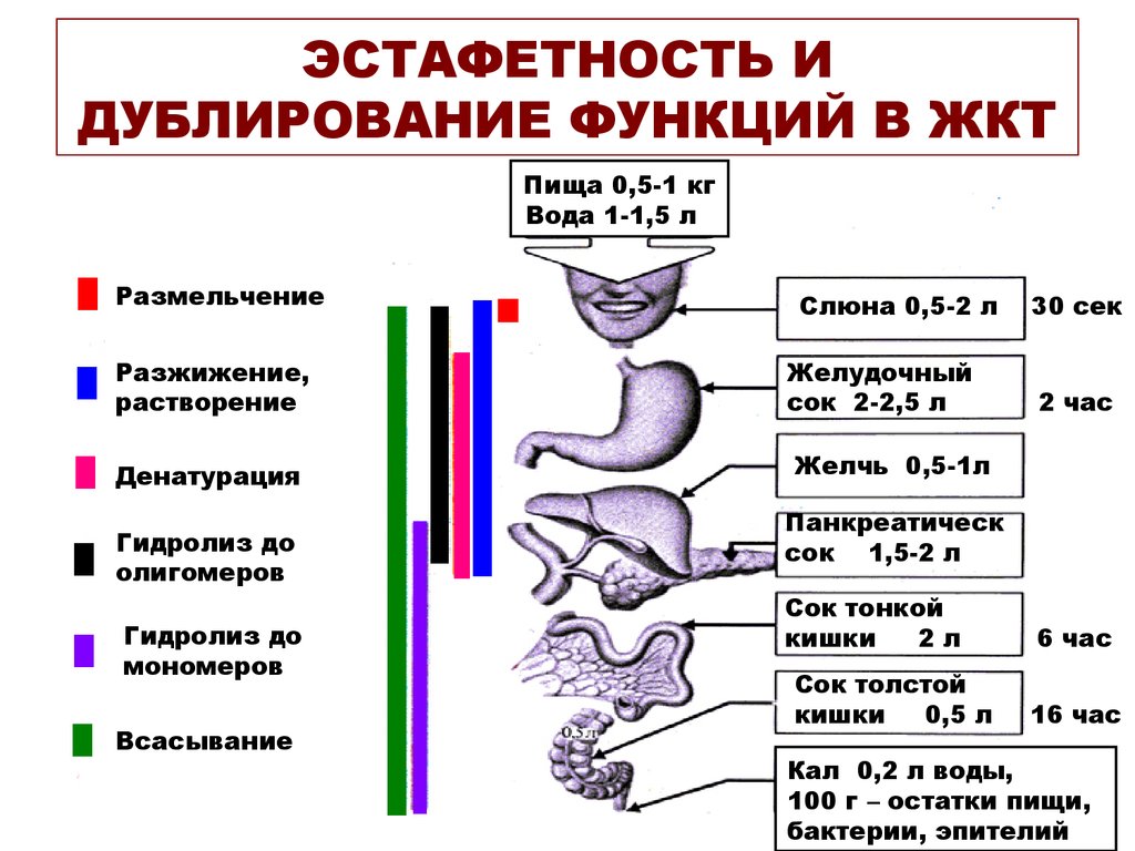 Схема пищеварения этапы