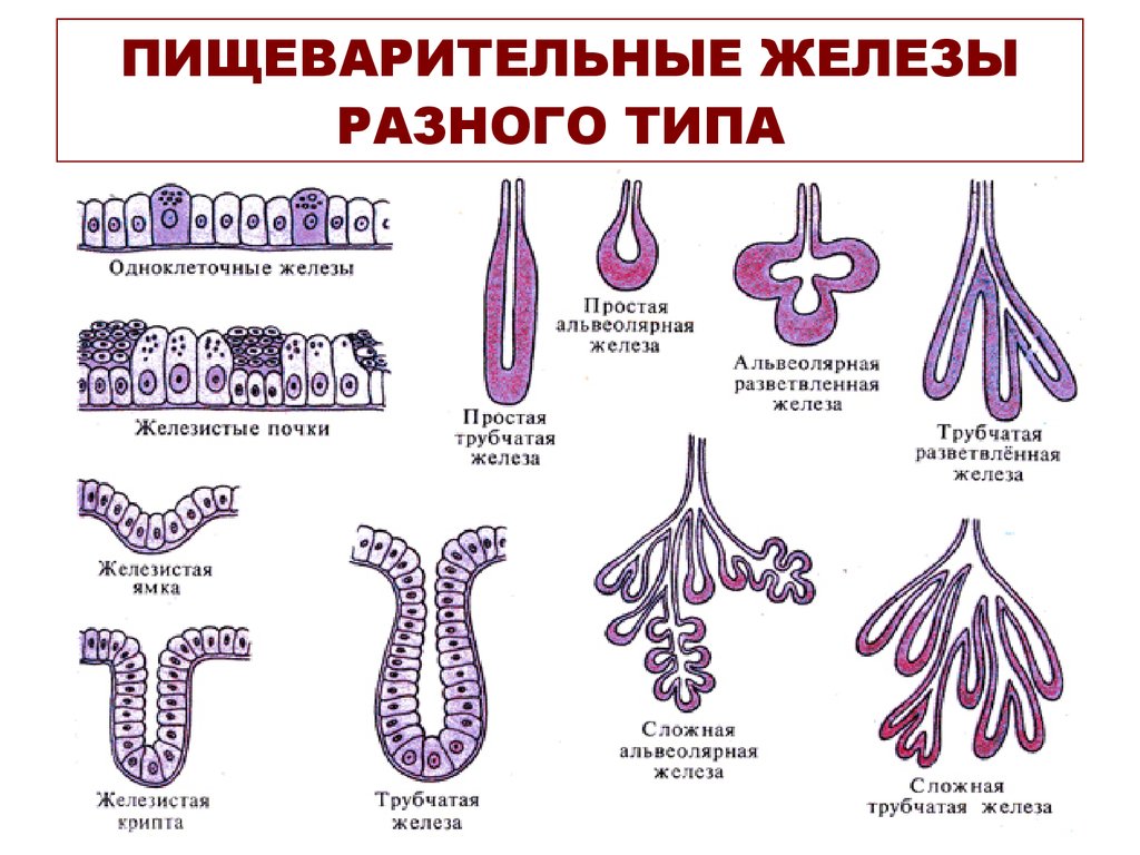 Виды желез. Простые и сложные железы. Пищеварительные железы. Классификация желез простые и сложные. Строение сложной железы.