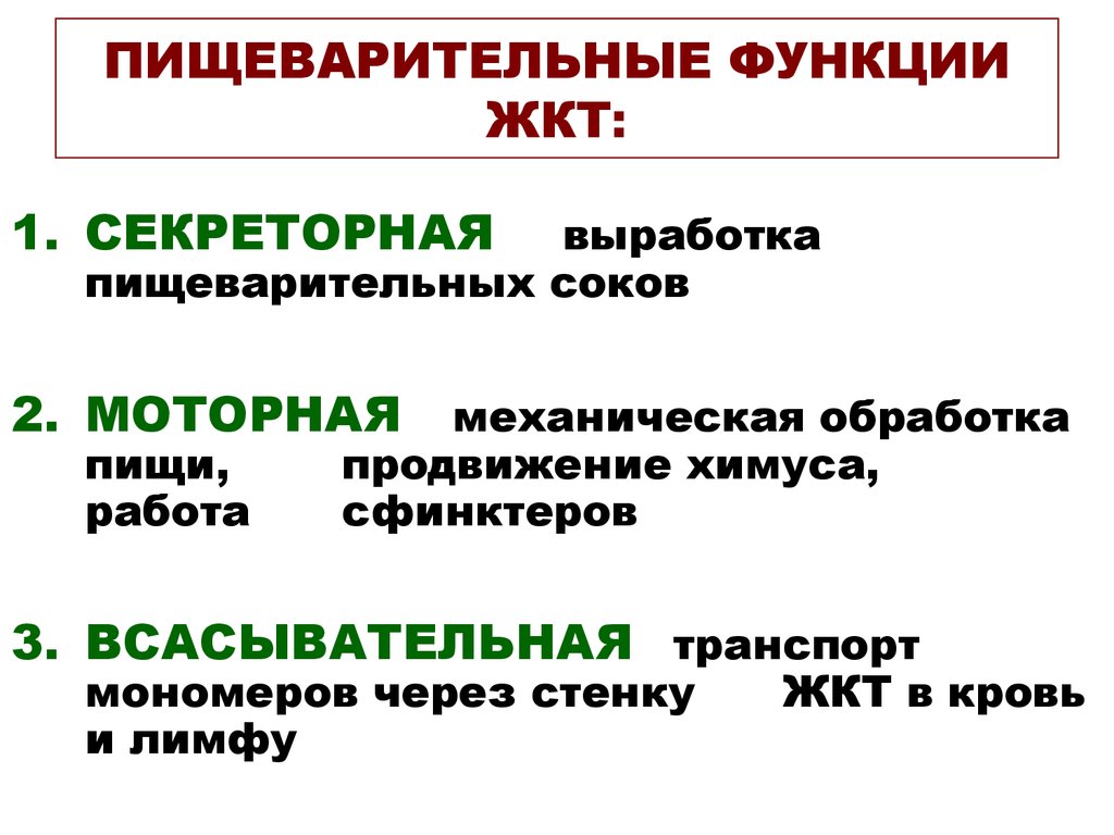 Функции желудка в организме