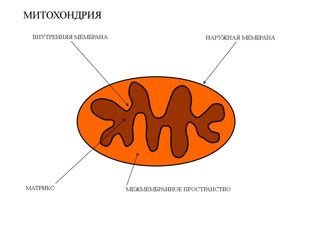 Строение внутренней мембраны митохондрии. Наружная и внутренняя мембрана митохондрий. Внешняя и внутренняя мембрана митохондрий. Матрикс митохондрий это мембрана. Внутренняя мембрана митохондрий это Матрикс.