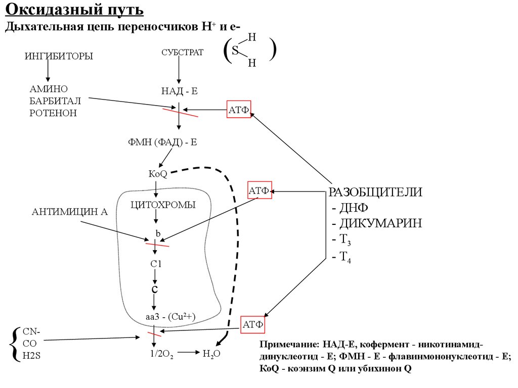 Путь цепь. Оксидазный путь биологического окисления. Оксидазный путь биологического окисления схема. Биологическое окисление дыхательная цепь. Оксидазный путь биологического окисления субстраты ферменты.