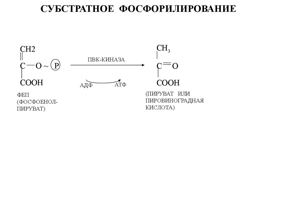 Пвк образуется в результате. 1 Реакция субстратного фосфорилирования гликолиз. 5 Реакция субстратное фосфорилирование. Фосфоенолпируват пируват гликолиз. Фосфорилирование субстрата.