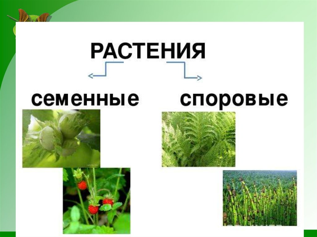 Семенные растения примеры. Споровые и семенные растения. Споровые растения семенные растения. Деление растений на споровые и семенные. Высшие семенные растения.