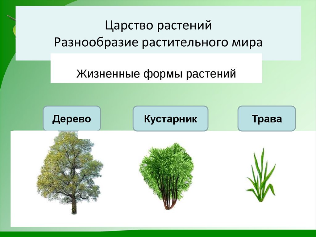 Три группы деревьев. Царство растений. Деревья кустарники травы. Разнообразие растений. Для дошкольников. Многообразие царства растений.