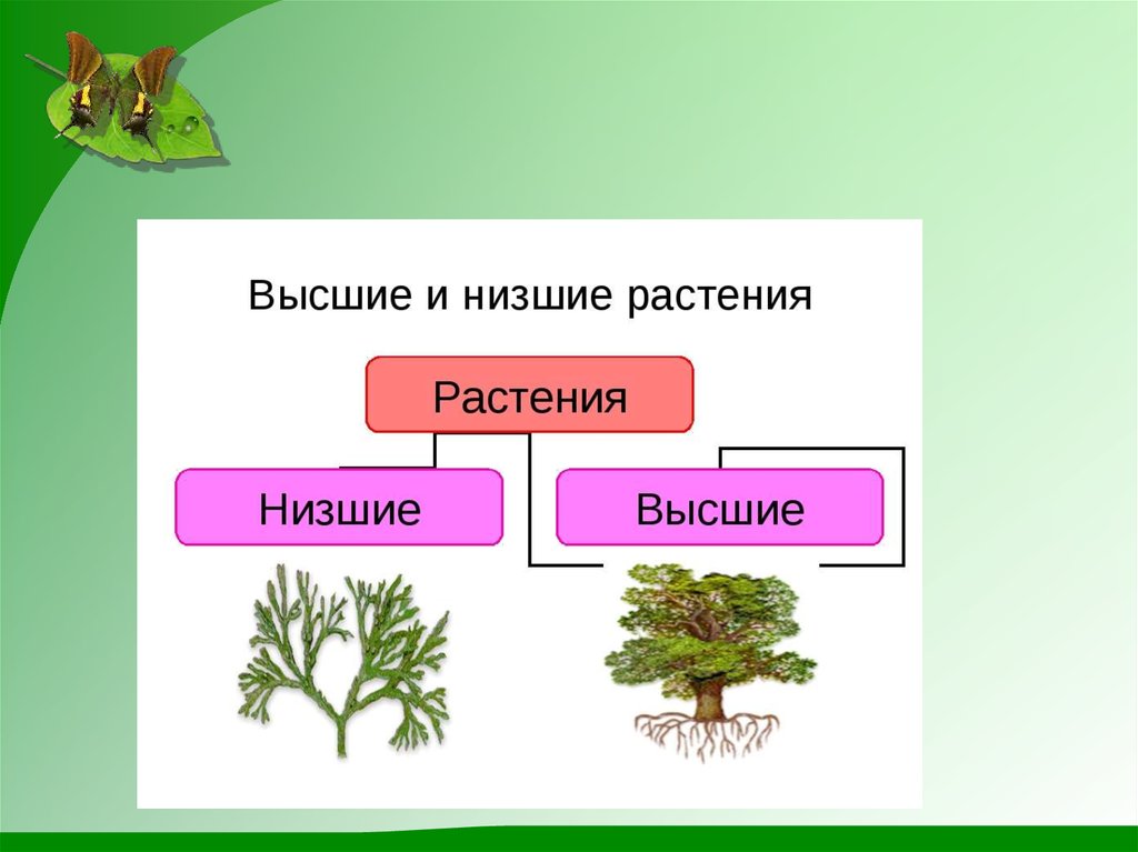 Схема растений низшие высшие