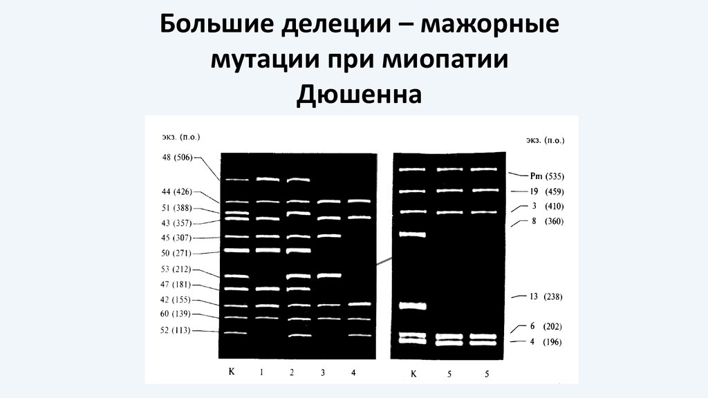 Карта в осу электрофорез