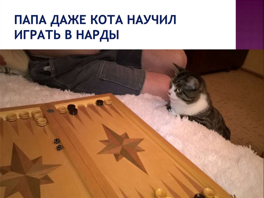 Папа даже кота научил играть в нарды