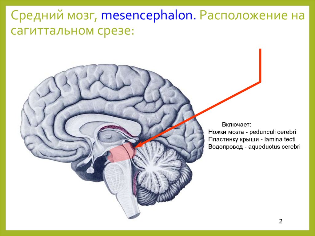 Зоны среднего мозга