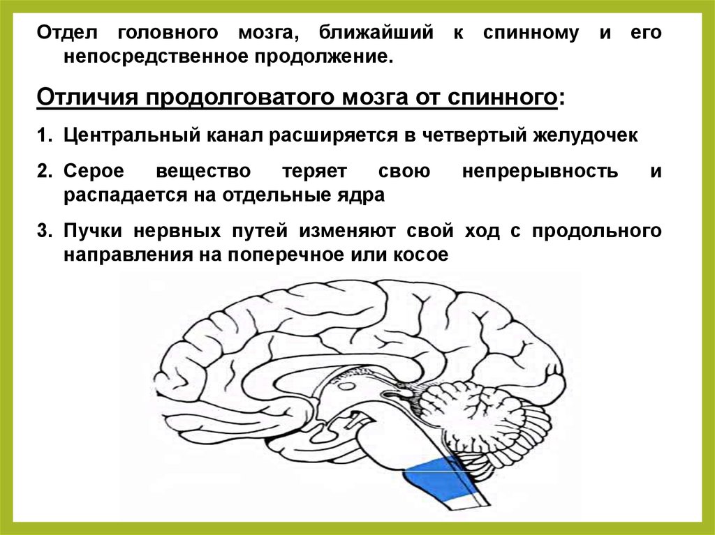 Функции продолговатого моста головного мозга