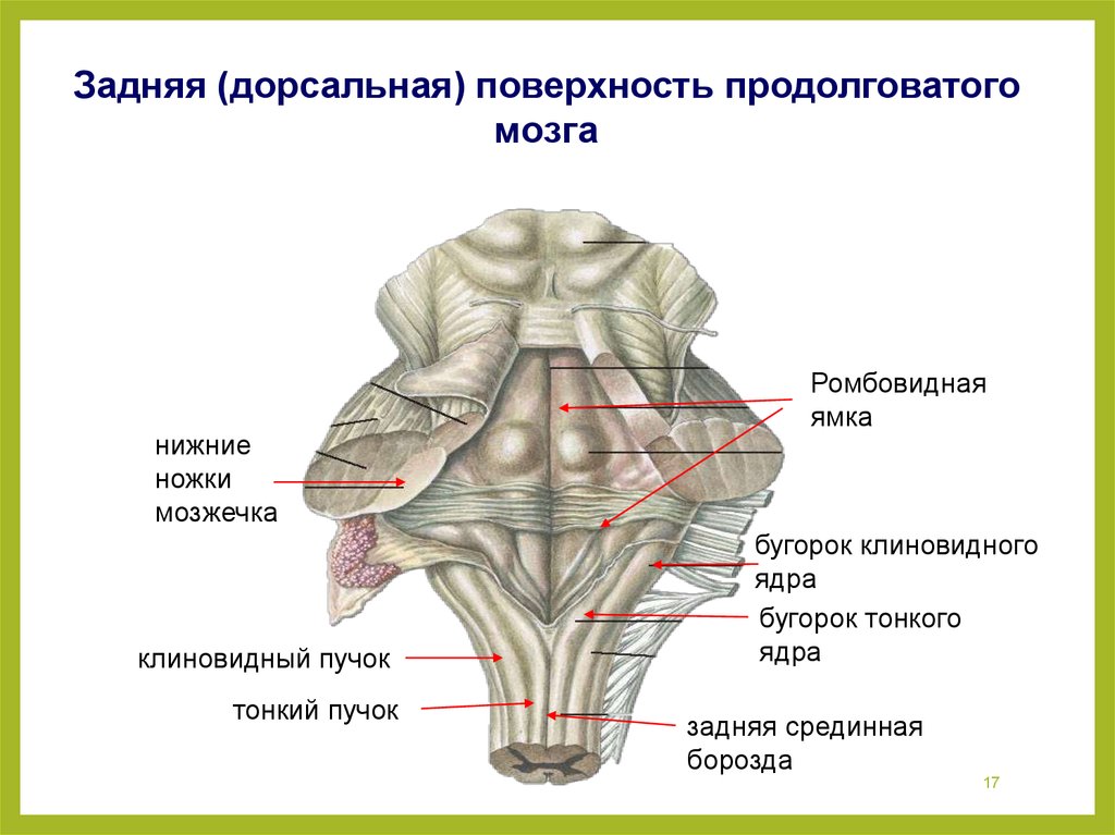Поверхности заднего мозга. Структуры дорсальной поверхности продолговатого мозга. Строение мозга мозжечок мост. Средний мозг.мозжечок анатомия. Задняя латеральная борозда продолговатого мозга.