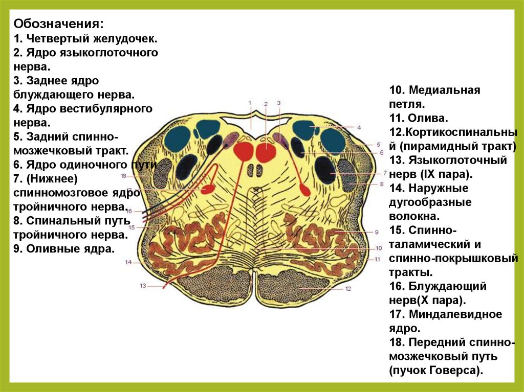 Ядра продолговатого мозга