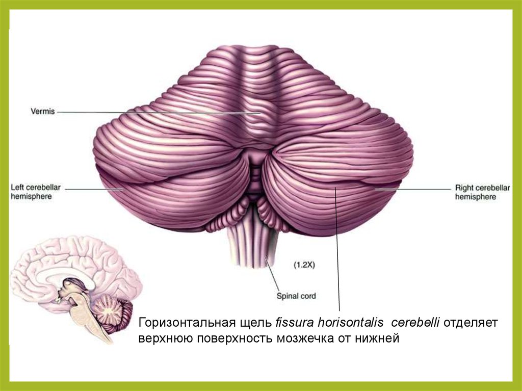 В задний мозг входит мозжечок. Строение мозжечка анатомия. Строение мозга мозжечок. Глубокая горизонтальная щель мозжечка. Мозжечок и продолговатый мозг анатомия.