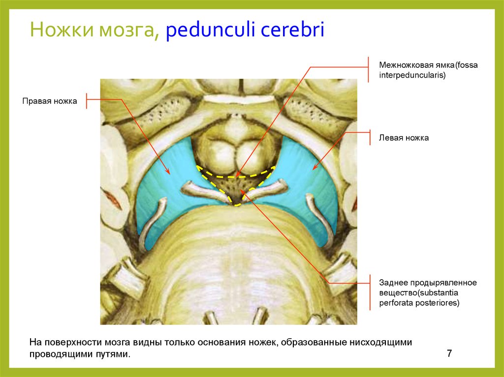 Ножки мозга. Средний мозг межножковая ямка. Ножки мозга межножковая ямка. Pedunculi Cerebri анатомия. Средний мозг заднее продырявленное вещество.