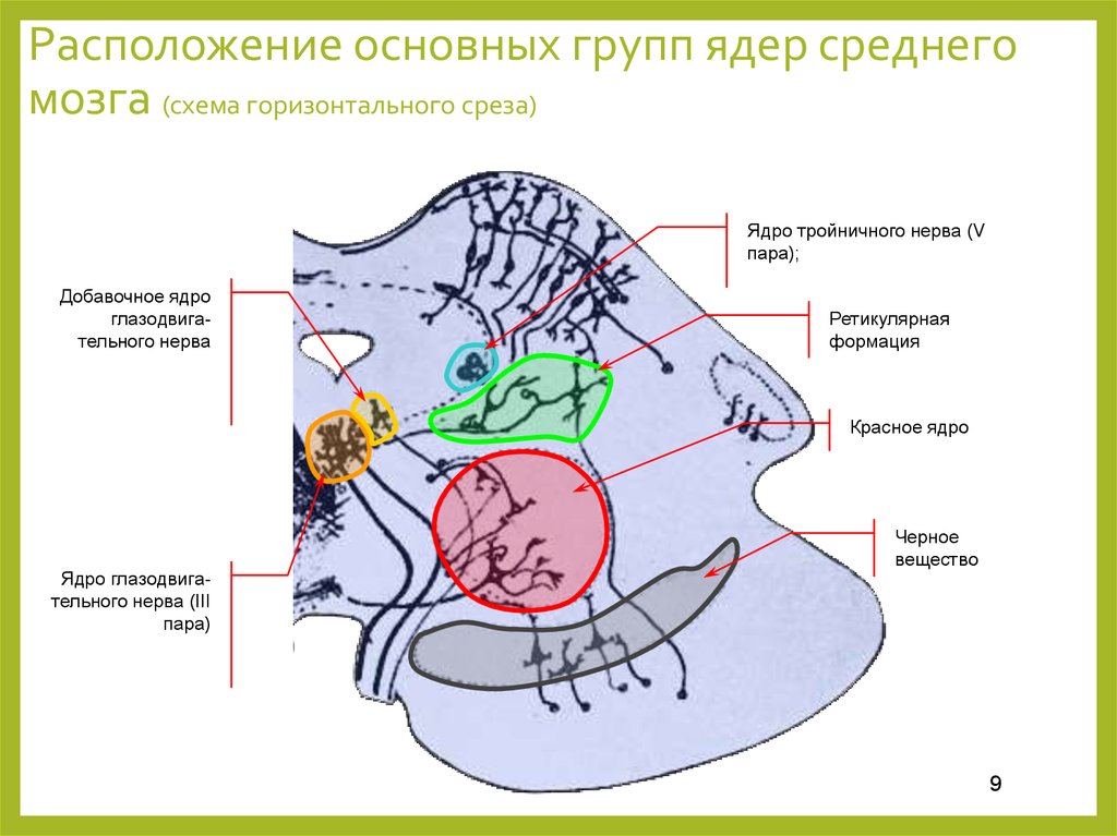 Расположение ядра. Ядра среднего мозга схема. Схема расположения ядер среднего мозга. Средний мозг срез схема. Субстанция ядра схема.