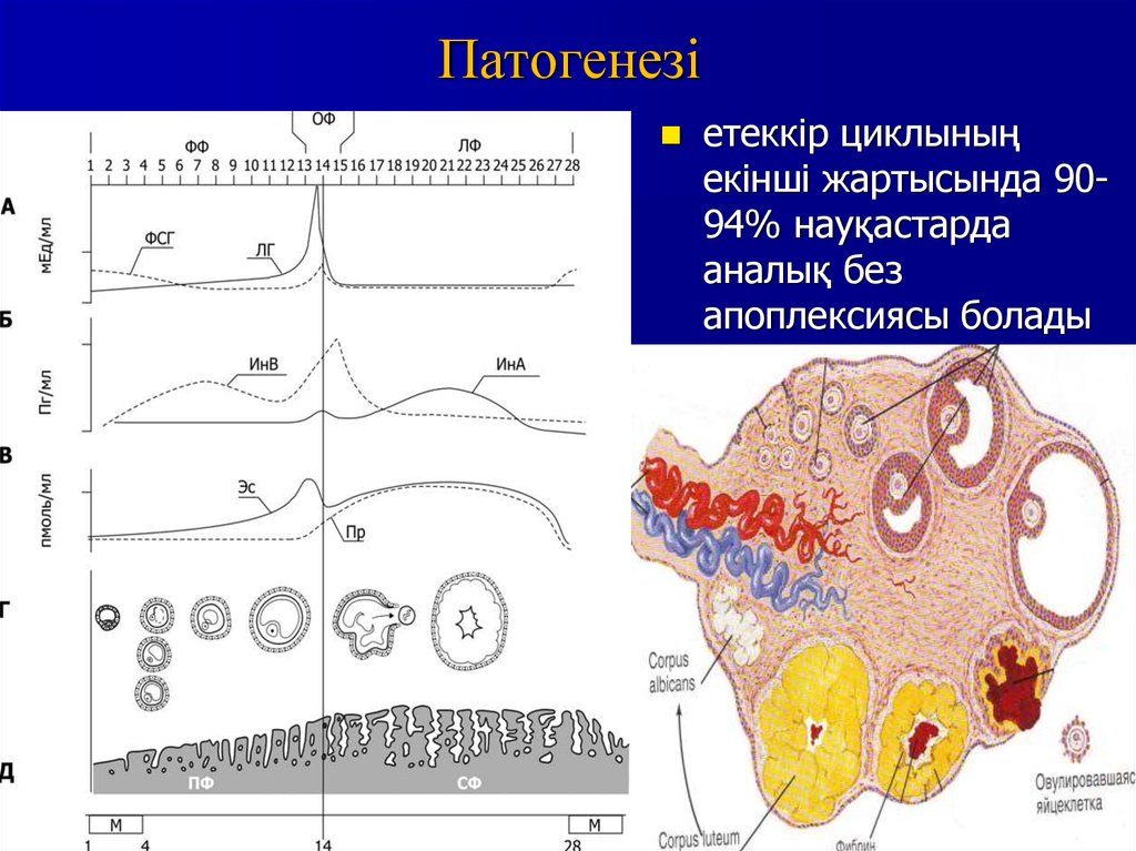 Етеккір циклі презентация