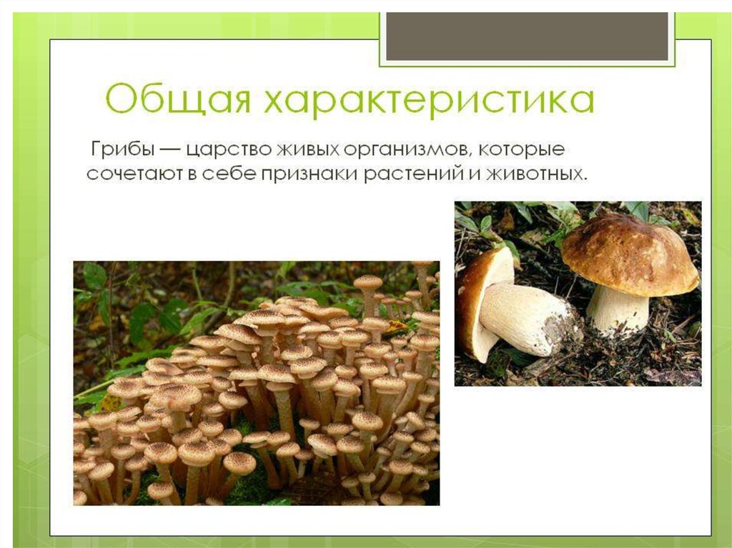 Дайте характеристику царства грибы. Царство грибы общая характеристика. Общая характеристика царства грибов. Характеристика царства грибов. Грибы характеристика.