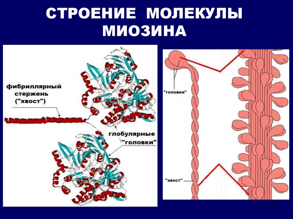 Мышечная ткань белки