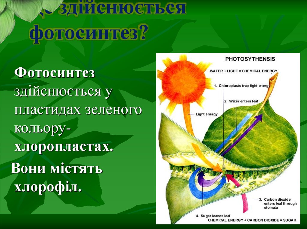 Какой орган растения выполняет функцию фотосинтеза. Пластиды фотосинтез. Фотосинтез осуществляется в пластидах. Формула фотосинтеза у растений. Где происходит фотосинтез.