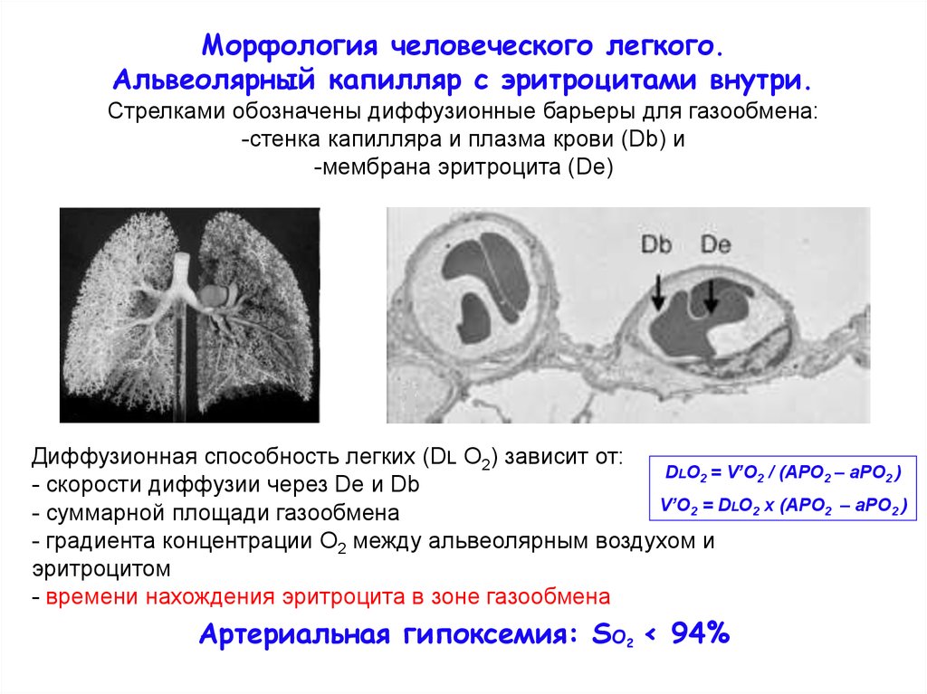 Диффузная способность