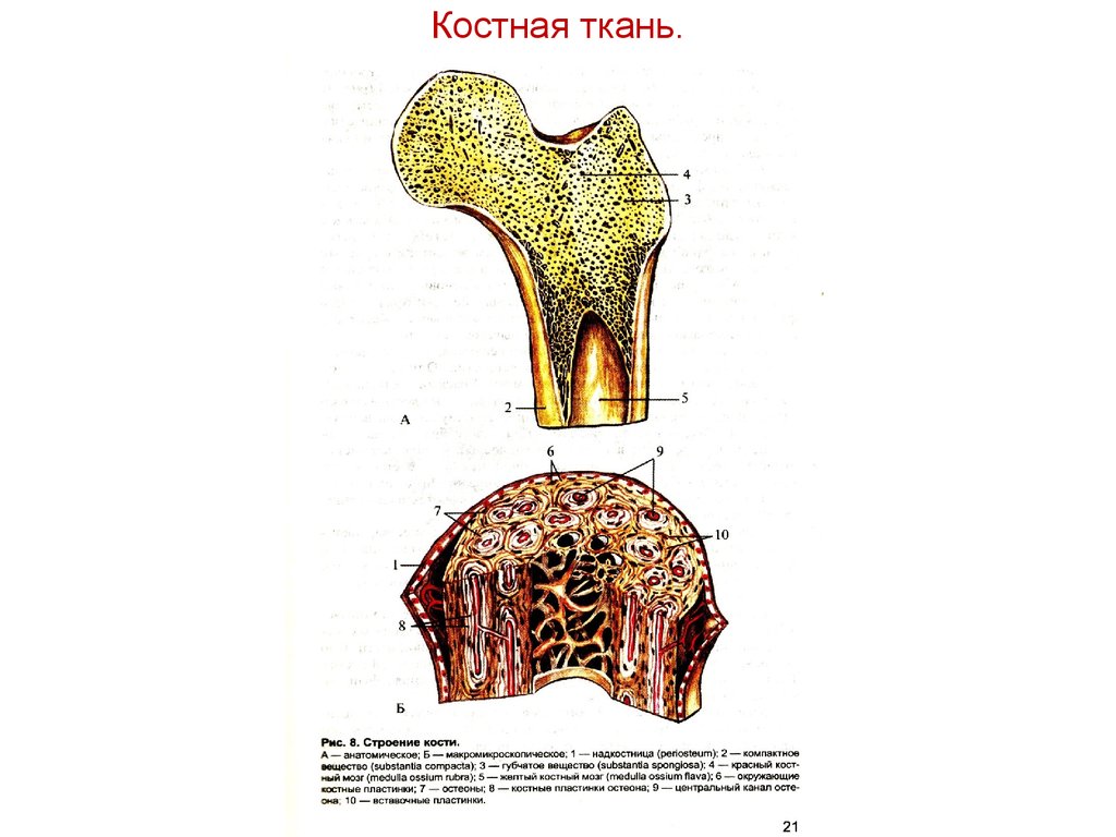 В костной ткани преобладают. Строение костной ткани рисунок. Плотная костная ткань рисунок. Костная ткань анатомия. Костная ткань рисунок состав.