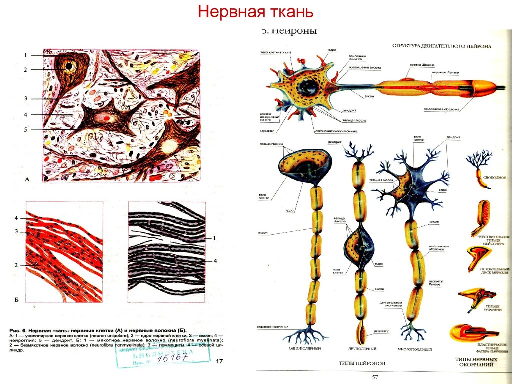 Нервная ткань рисунок. Ткань анатомия нервная ткань. Строение нервной ткани животного. Строение нервной ткани рисунок. Нервная ткань рисунок с подписями анатомия.