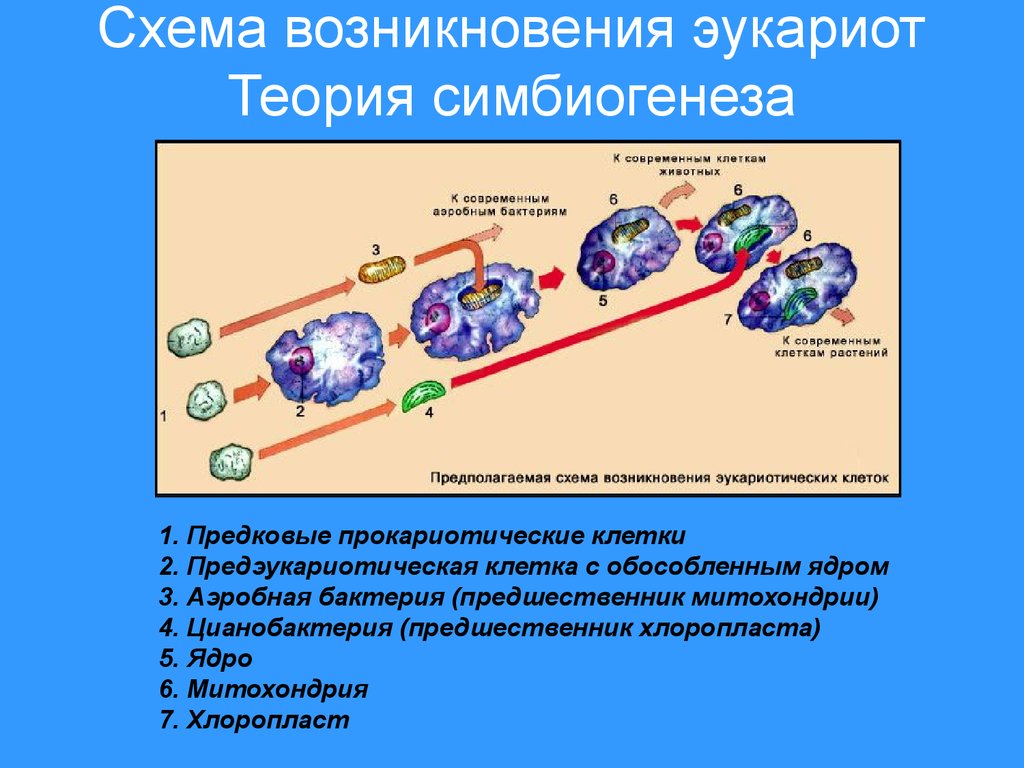 Образование клеточных организмов. Эволюция клетки симбиотическая теория. Гипотеза симбиогенеза схема. Эволюция эукариотической клетки. Схема симбиотического возникновения эукариот.