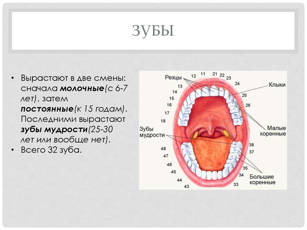 Рос зуб. Последними вырастают зубы вырастают. Зубы мудрости номера зубов.