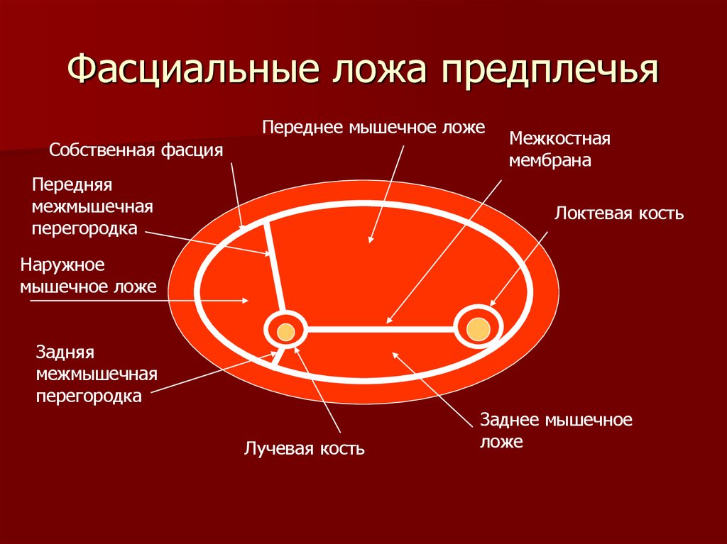 Перегородки предплечья. Фасциальные ложа предплечья схема. Передняя межмышечная перегородка предплечья. Содержимое заднего фасциального ложа предплечья. Межмцшечные перешородки плеч.