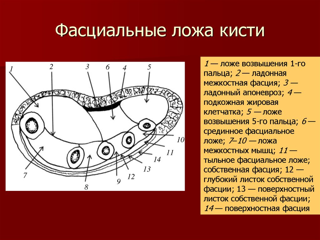 Каналы запястья топографическая анатомия схема