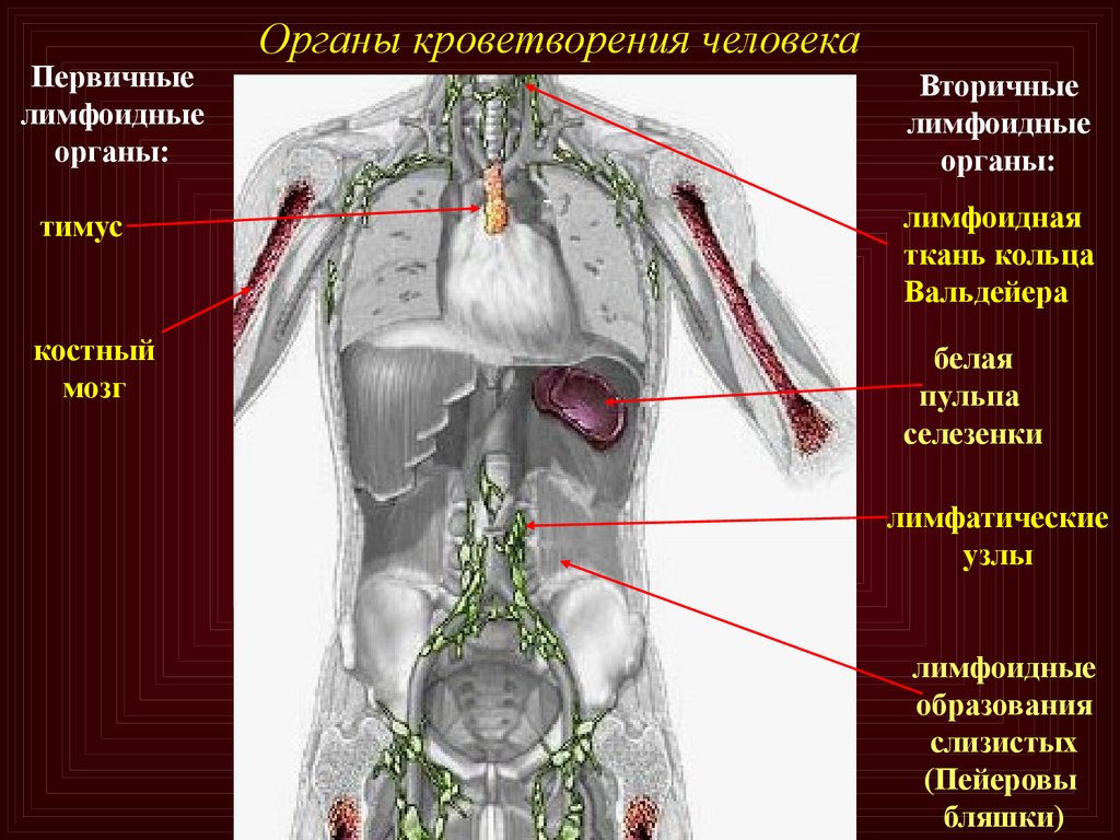 Тимус красный мозг. Лимфатические узлы органы кроветворения. Органы кроветворения и иммунной системы анатомия. Тимус орган кроветворения. Строение кроветворных органов.