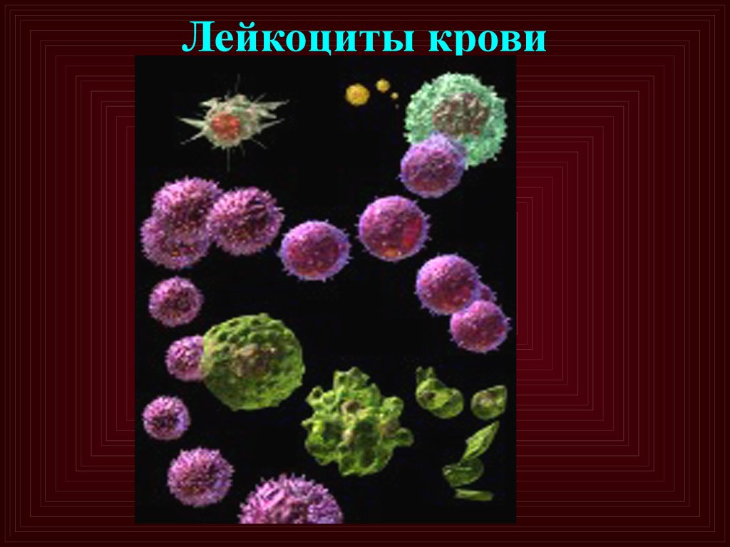 Лейкоциты крови способны. Лейкоциты. Лейкоциты в крови. Лейкоциты картинки. Лейкоциты в крови фото.