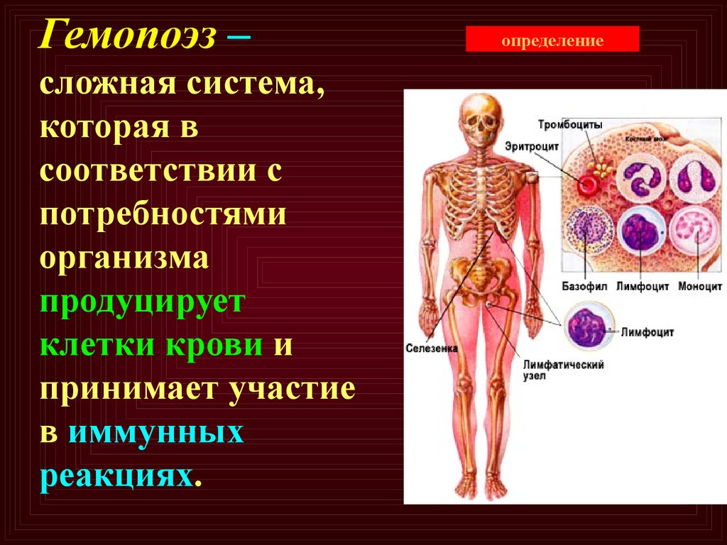 Гемопоэз. Гематология заболевания. Нарушение кроветворения симптомы. Симптомы при органах кроветворения. Гемопоэз анатомия.