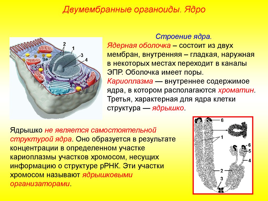 Митохондрии у прокариот. Плазмалемма двумембранный органоид. Клеточная мембрана это двумембранный органоид. Двумембранный органоид строение. Двумембранные органоиды структура и функции.